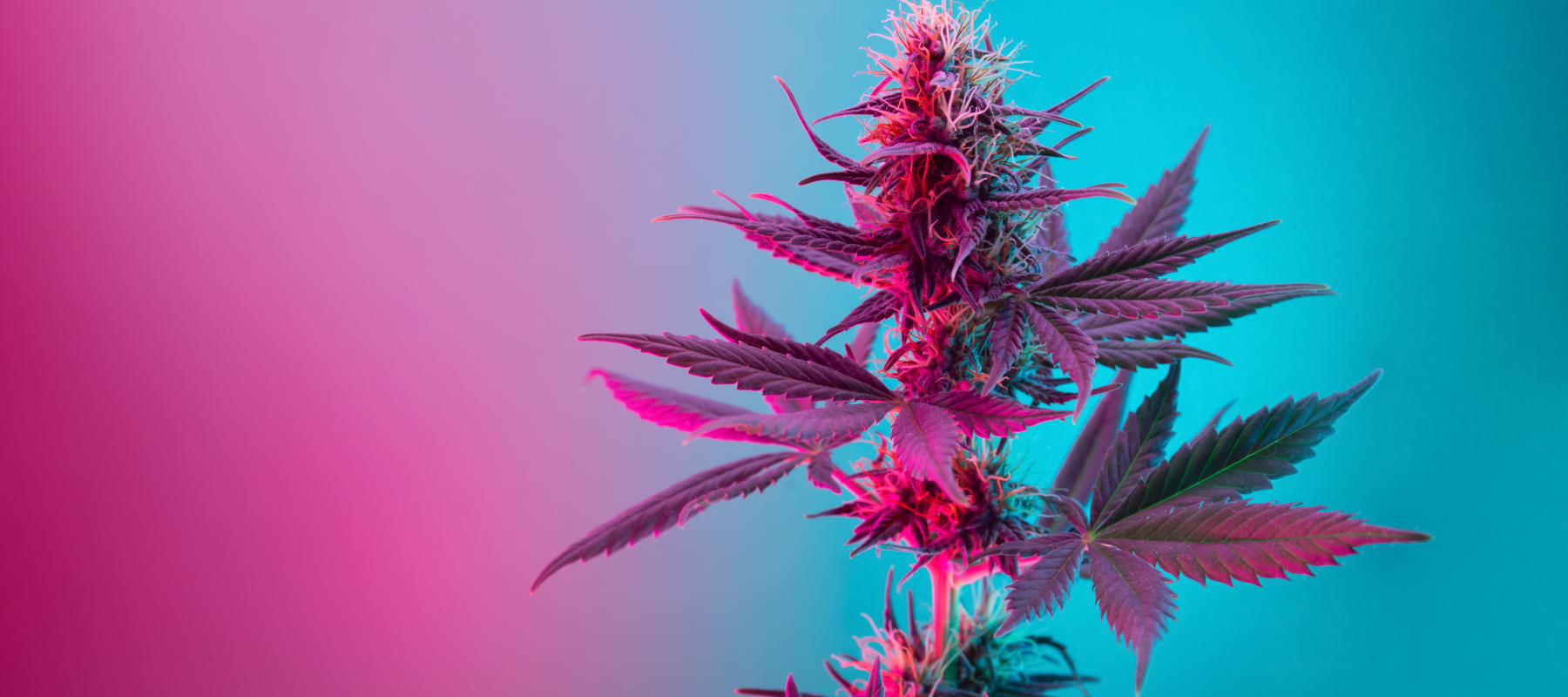 THCa Blüten