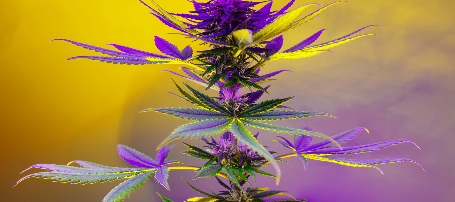 CBD Blüten
