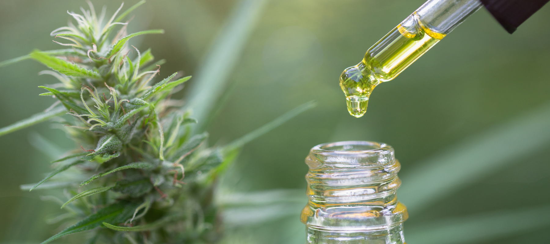 CBD ÖL