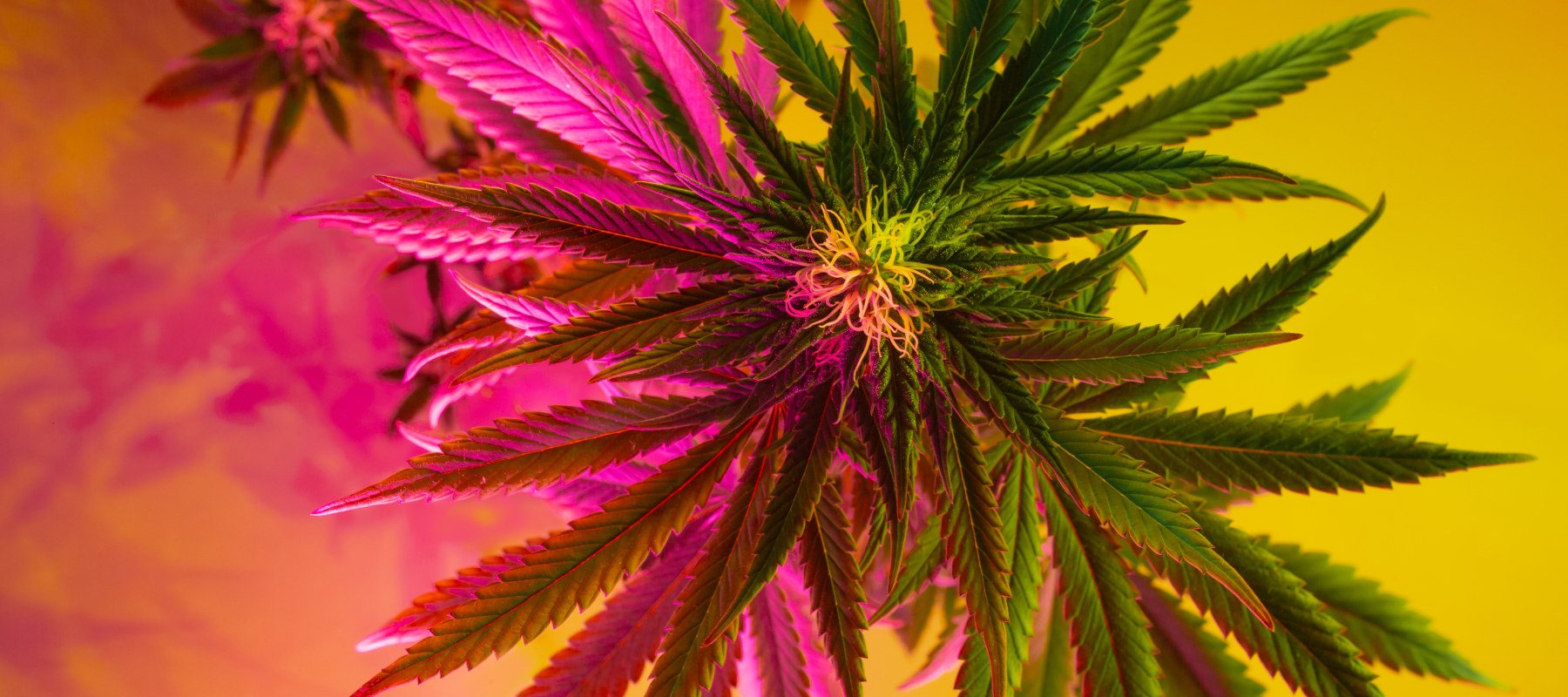 weitere CBD Produkte