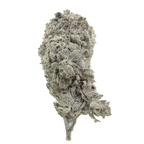 Amnesia Haze
