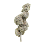 Lemon Haze